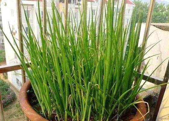 春季大蒜几月份种植合适？如何确保高产？