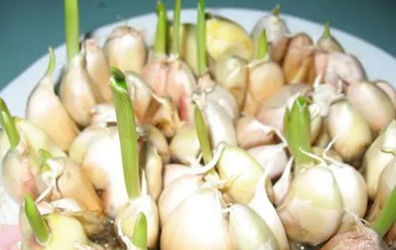 春季大蒜几月份种植合适？如何确保高产？