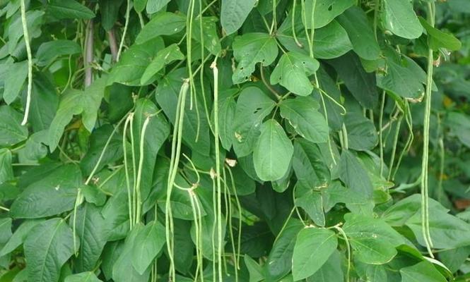 春季种植豆角的最佳时间和步骤是什么？常见问题有哪些？