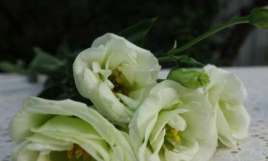 桔梗花的花语是什么？有哪些关于桔梗花的传说故事？