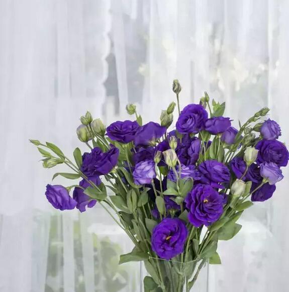 桔梗花的花语是什么？有哪些关于桔梗花的传说故事？