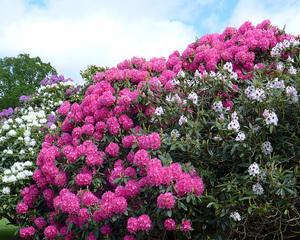 春季花卉有哪些？如何选择适合春天的花卉？