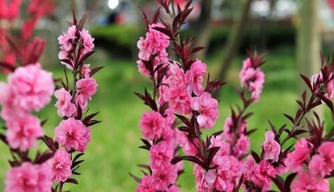 春季花卉有哪些？如何选择适合春天的花卉？