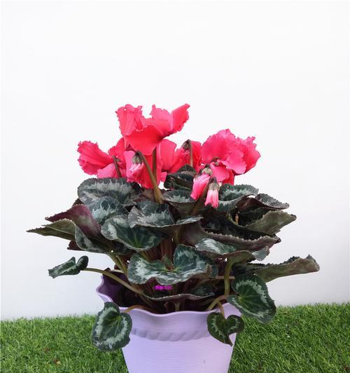 春季开花的花卉有哪些？如何选择适合春天种植的花卉？