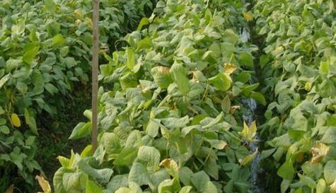 春季毛豆种植的最佳时间是什么时候？如何确保高产？