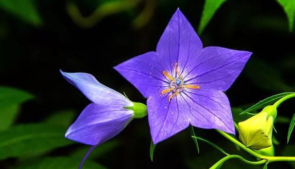桔梗花的花语是什么意思？如何正确理解桔梗花的象征意义？
