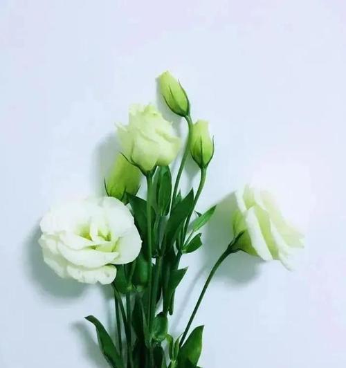 桔梗花的花语是什么意思？如何正确理解桔梗花的象征意义？
