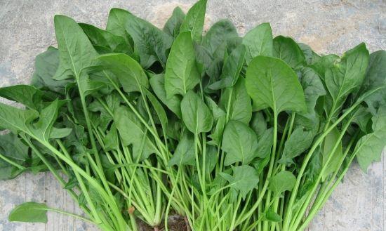 春季适合种什么菜？有哪些蔬菜种植技巧？