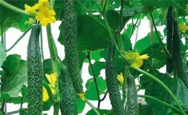 春季适合种什么菜？有哪些蔬菜种植技巧？