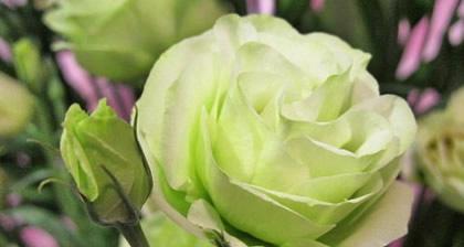 桔梗花的花语寓意是什么？了解其独特含义及象征意义？