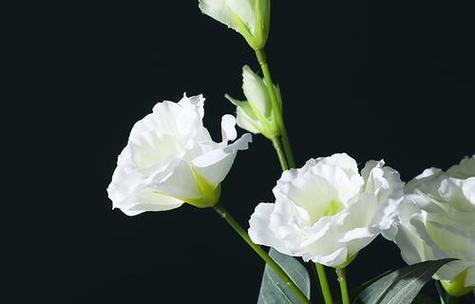 桔梗花的花语寓意是什么？了解其独特含义及象征意义？