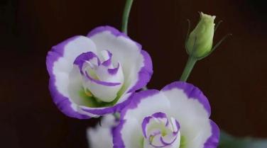 桔梗花的花语是什么？如何找到最美的桔梗花图片？