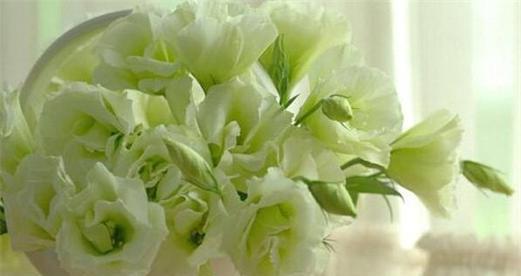 桔梗花的花语是什么？如何找到最美的桔梗花图片？