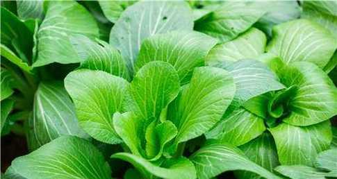 春季适合种什么蔬菜？有哪些蔬菜适合春季种植？