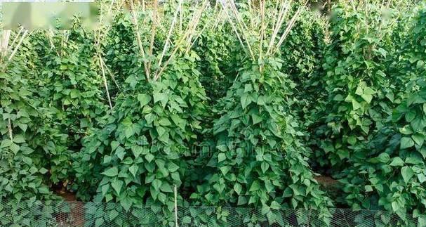 春季种植芸豆的最佳时间是什么时候？有哪些高效种植方法？