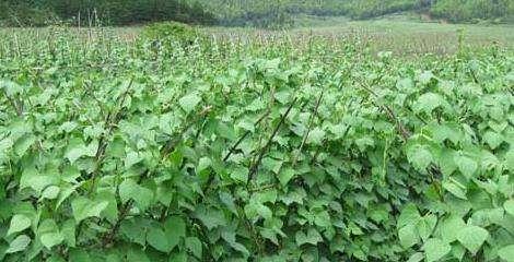 春季种植芸豆的最佳时间是什么时候？有哪些高效种植方法？