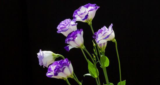 桔梗花花语是什么意思？了解其象征意义和文化背景？