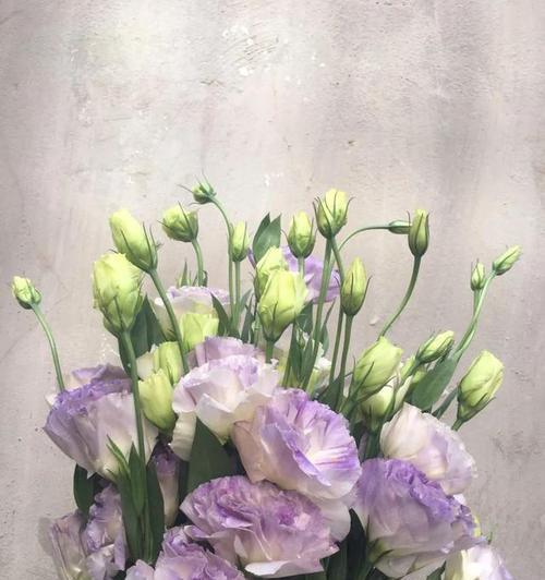 桔梗花花语是什么意思？了解其象征意义和文化背景？