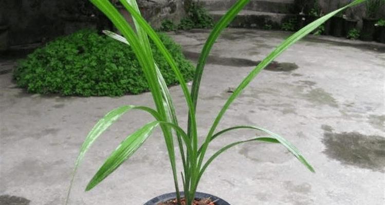 春剑花期是什么时候？如何正确判断春剑的开花时间？