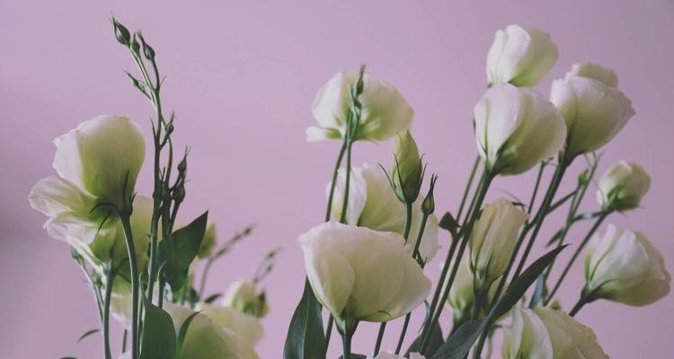 桔梗花语是什么意思？桔梗花代表的含义有哪些？