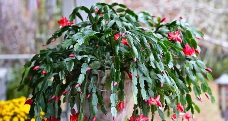 春节期间开花的花卉有哪些？如何挑选适合节日的植物？