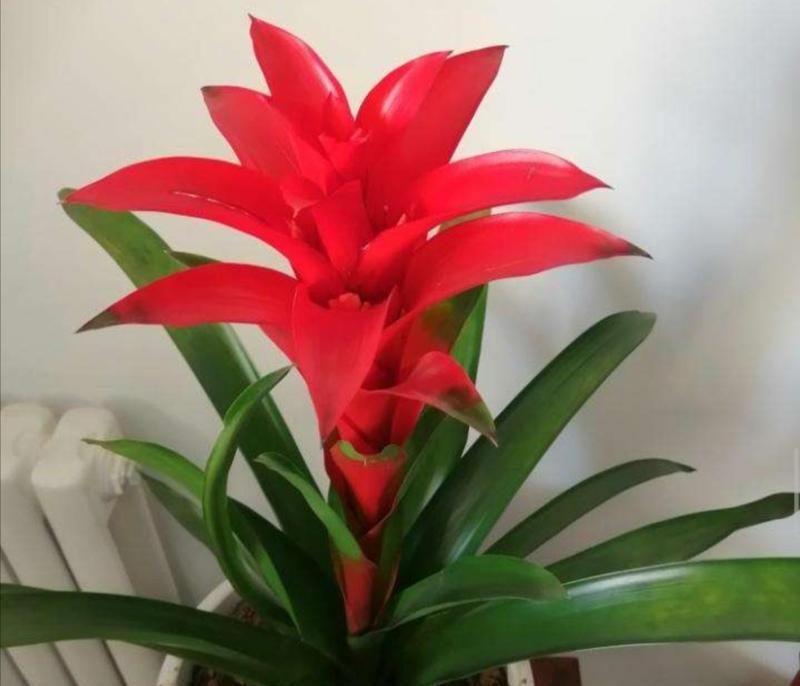 春节期间买什么花最合适？有哪些吉祥寓意的花卉推荐？