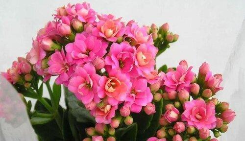 春节期间买什么花最合适？有哪些吉祥寓意的花卉推荐？