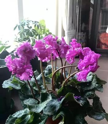 春节期间买什么花最合适？有哪些吉祥寓意的花卉推荐？