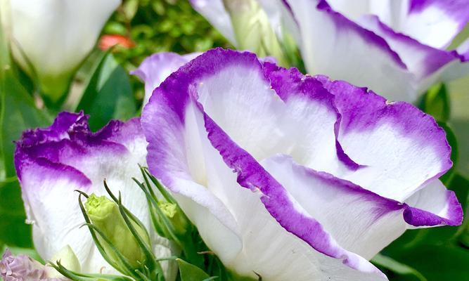 桔梗花的寓意是什么意思？如何理解桔梗花的象征意义？