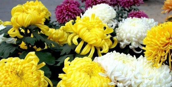 菊花代表的寓意是什么意思？如何正确理解菊花的象征意义？
