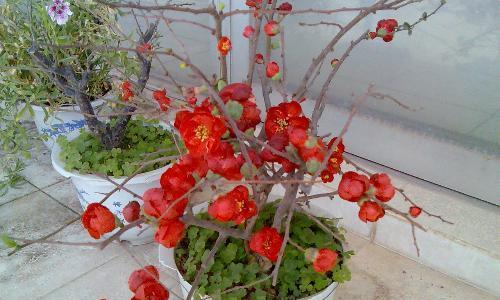 春节期间适合种什么花？有哪些花卉推荐？