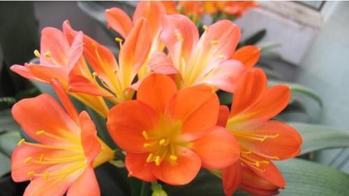 春节期间适合种什么花？有哪些花卉推荐？