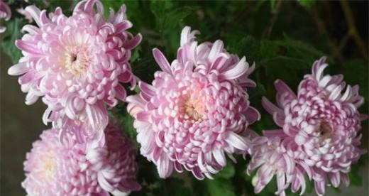 菊花的花语有哪些含义？如何正确解读菊花的象征意义？