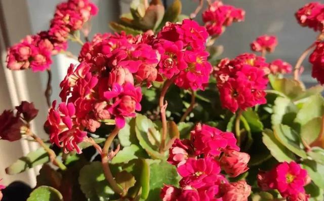 春节前适合种什么花？有哪些花卉推荐？