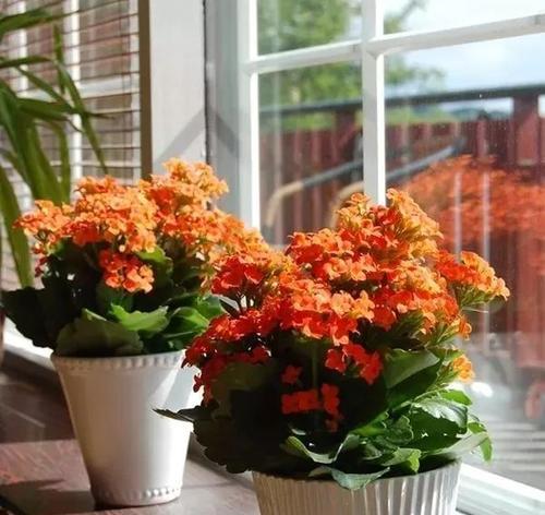 春节前适合种什么花？有哪些花卉推荐？