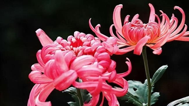 菊花的象征意义是什么？如何理解菊花的文化内涵？
