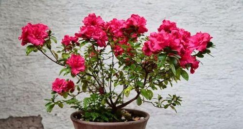 春节前适合种什么花？有哪些花卉推荐？