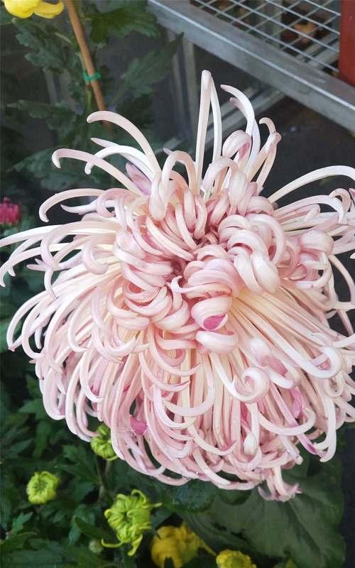 菊花的象征意义和花语是什么？如何正确解读？