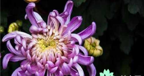 菊花的象征意义和花语是什么？如何正确解读？