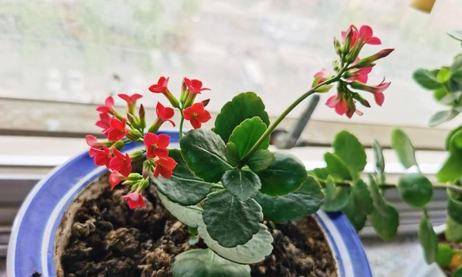 春节期间室内养花推荐？哪些花卉适合室内环境？
