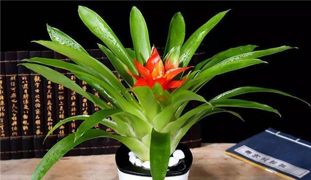 春节期间室内养花推荐？哪些花卉适合室内环境？