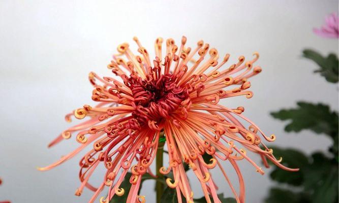 菊花代表什么意思？菊花的花语和象征有哪些？
