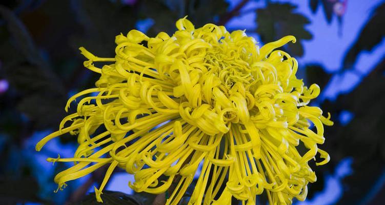 菊花代表什么意思？菊花的花语和象征有哪些？