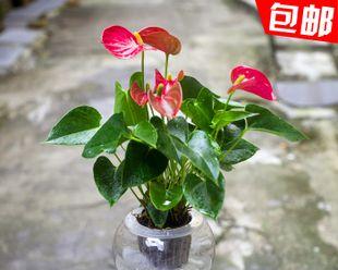 春节期间水培花卉有哪些推荐？如何选择适合的水培植物？