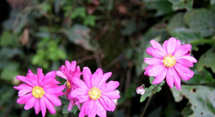 菊花的花语是什么？送给爱人合适吗？