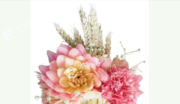 菊花的花语是什么？送给爱人合适吗？