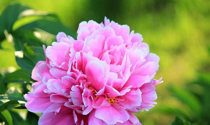 菊花的花语是什么？送给爱人合适吗？
