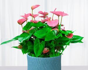 春节送什么花最合适？花卉寓意与选择指南？