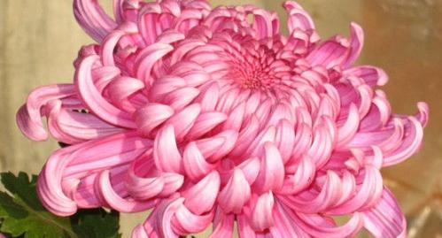 菊花的花语是什么？不同颜色的菊花代表什么含义？