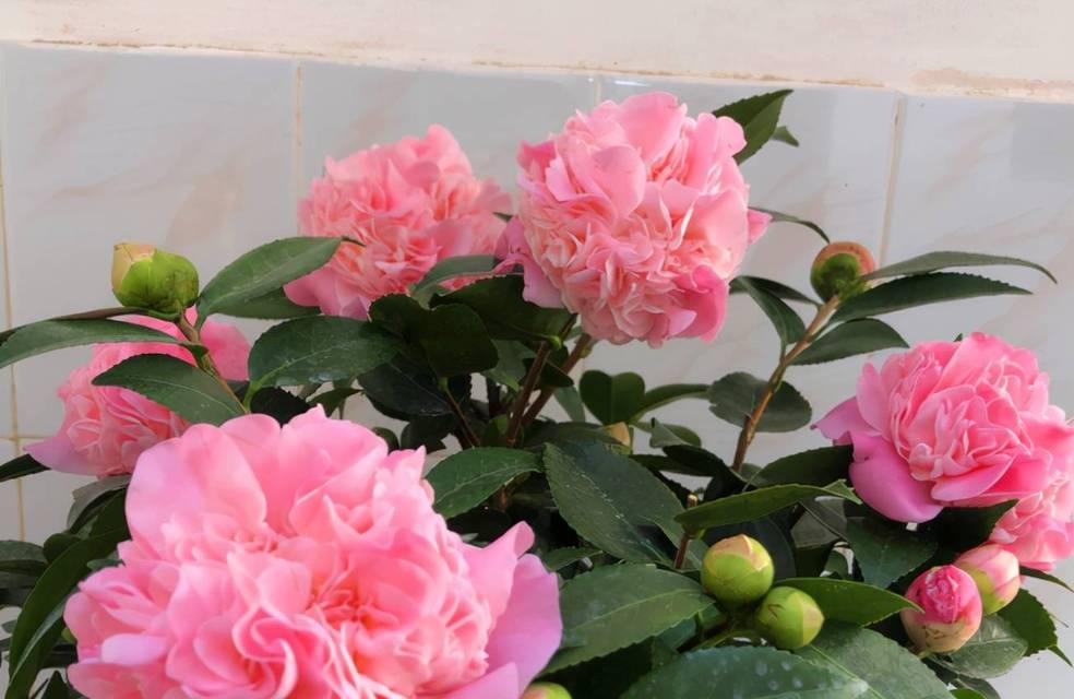 春节香花又叫什么花？春节常见的花卉有哪些别称？